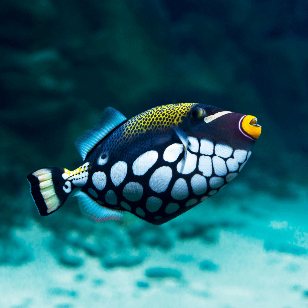 WiseOceans Creature Feature Clow Triggerfish