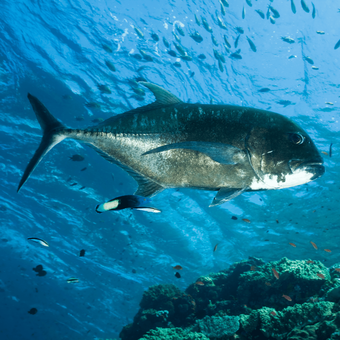 WiseOceans Creature Feature Giant Trevally