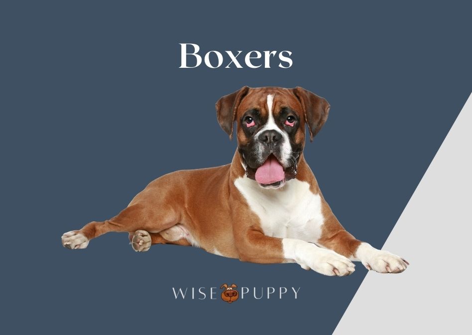 Why Do Boxers Show Their Teeth