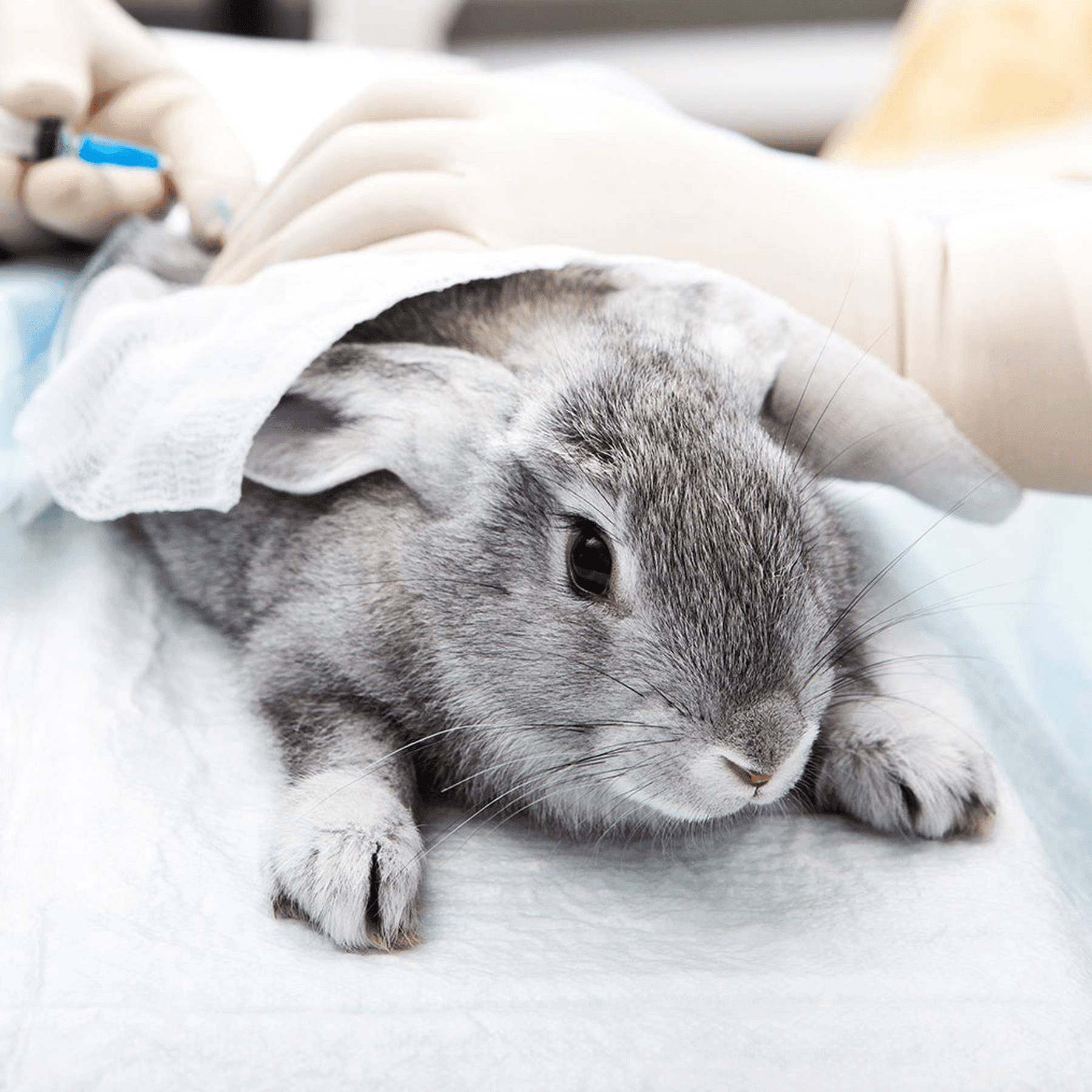 Unlocking The Truth Does L’Oréal Test On Animals? — Ecowiser
