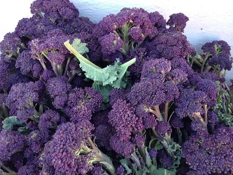 The Ultimate Guide to Cultivating Purple Broccoli With a Bonus Recipe