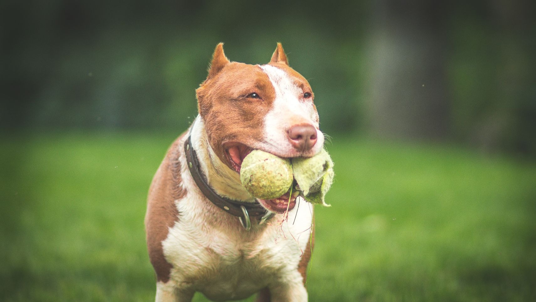 Day Training Wiser Dog Training