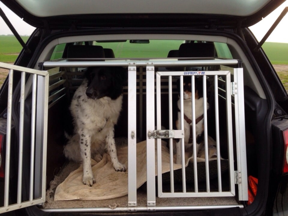 Anschnallpflicht! Transport von Hunden im Auto.