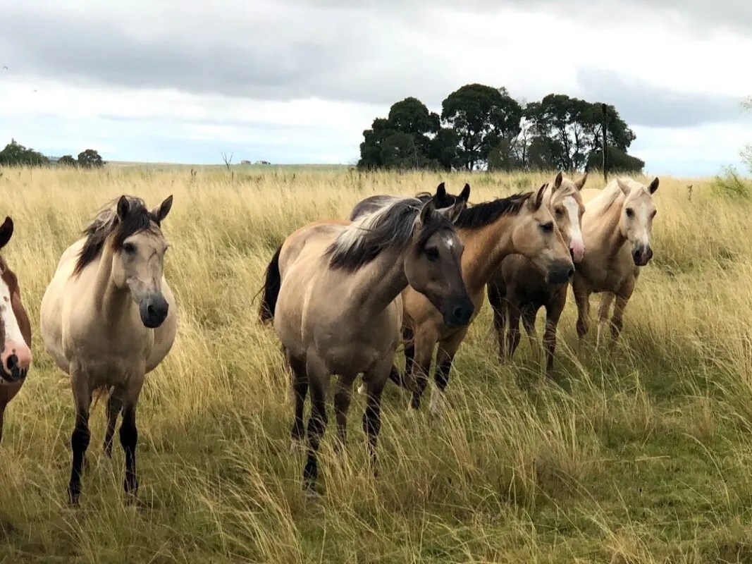 Uruguay Land of Horses! WISTA International