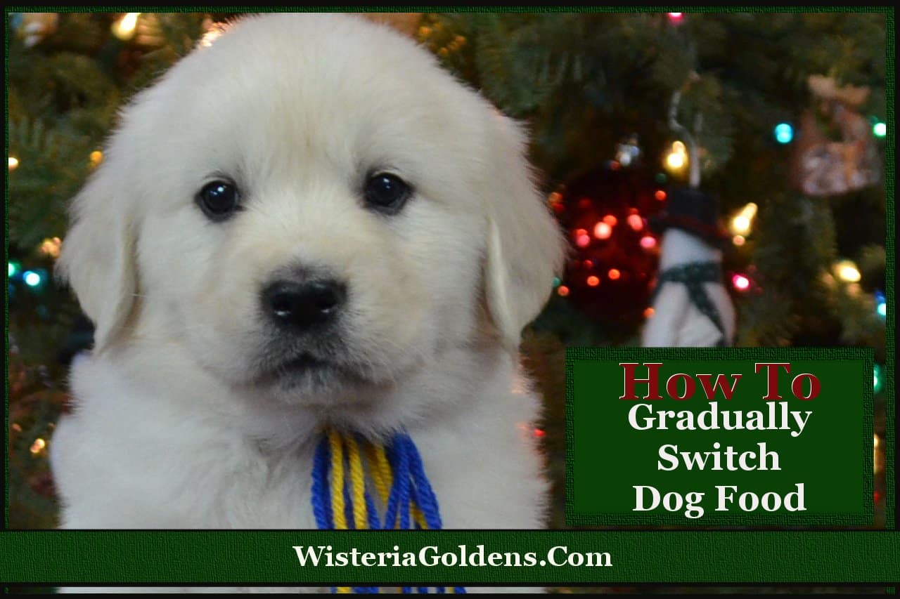 Gradually Switch to Life's Abundance Dog Food Wisteria Goldens