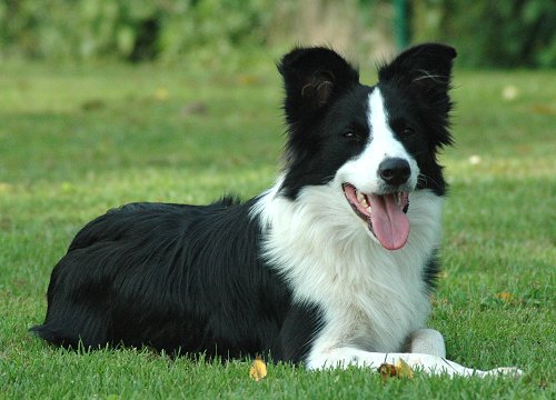 the Rustling Rose Border Collies