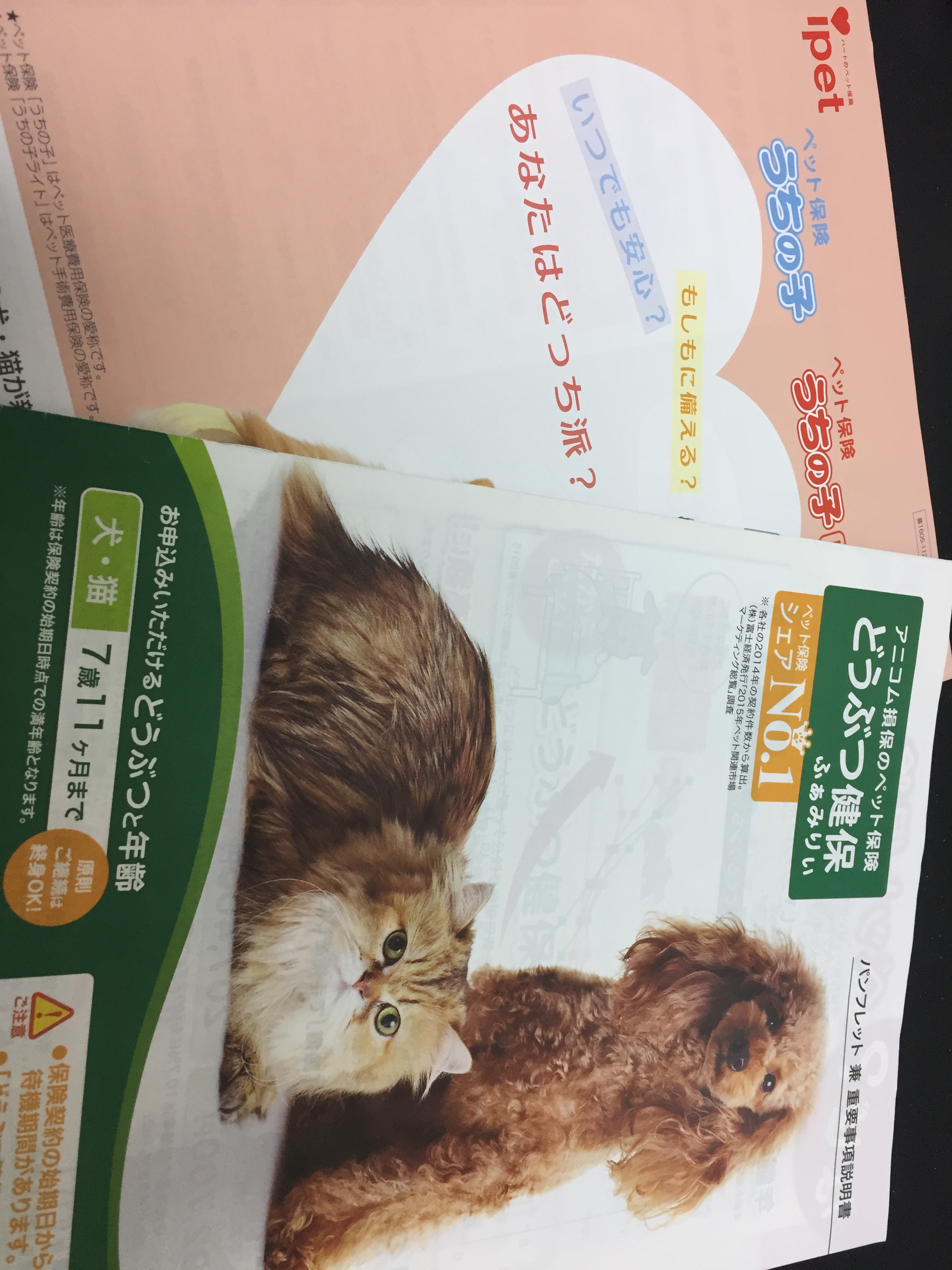 【アニコムとアイペット】ペット保険大手2社を内容、保険料、年齢から徹底比較！ チワワと一緒にいつまでも｜愛犬の健康から自分の食生活も見つめなおす。