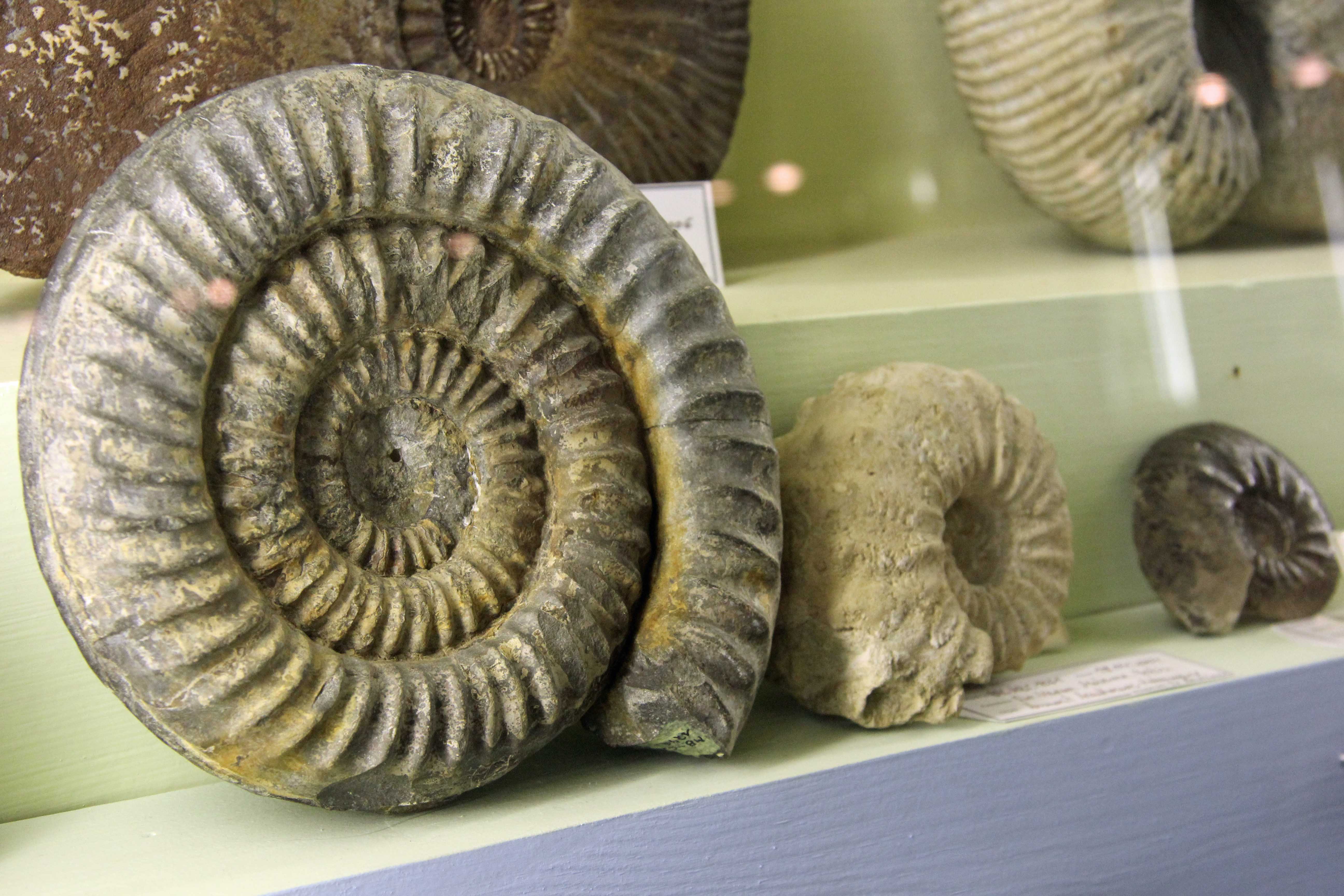 Natural History Museum (Museum für Naturkunde) Berlin Love