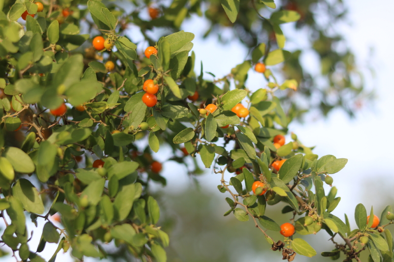 Nature Study Spiny Hackberry With Every Intention