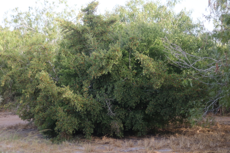 Nature Study Spiny Hackberry With Every Intention