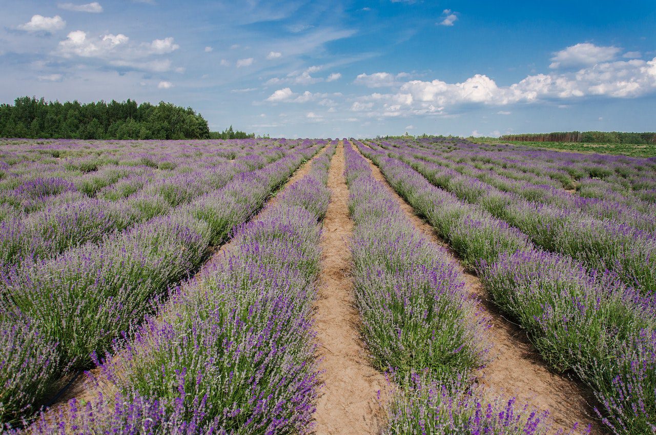 Operating a Lavender Farm Tips and Strategies for Success with Lavender