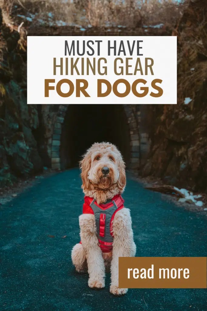 Hiking Gear for Dogs With Sunshine Sol