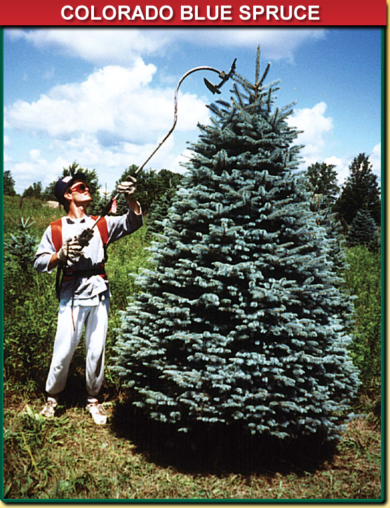 Colorado Blue Spruce Christmas Tree