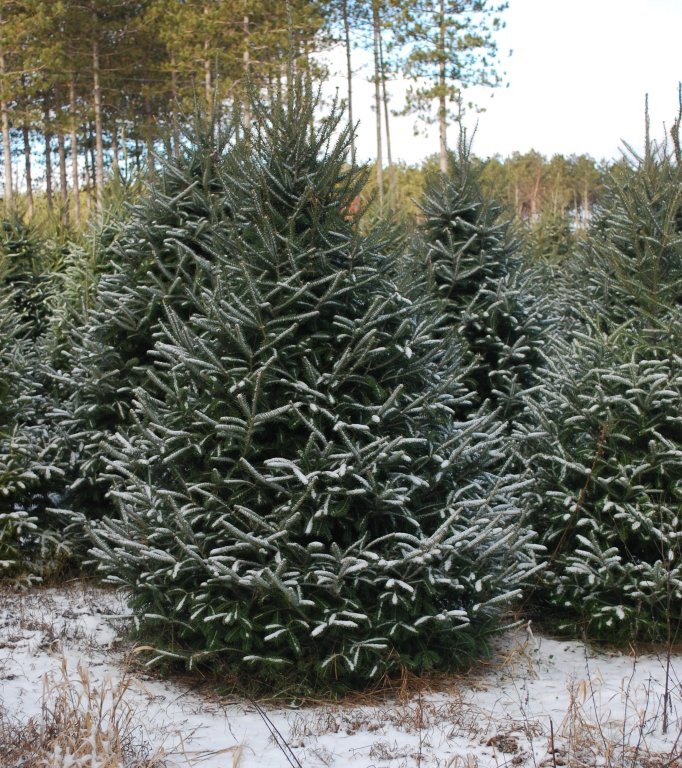 Christmas Tree Species Wisconsin Tree Guy
