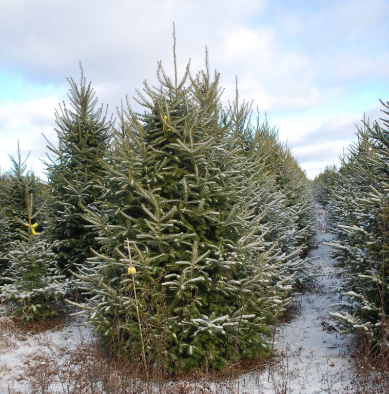Christmas Tree Species Wisconsin Tree Guy