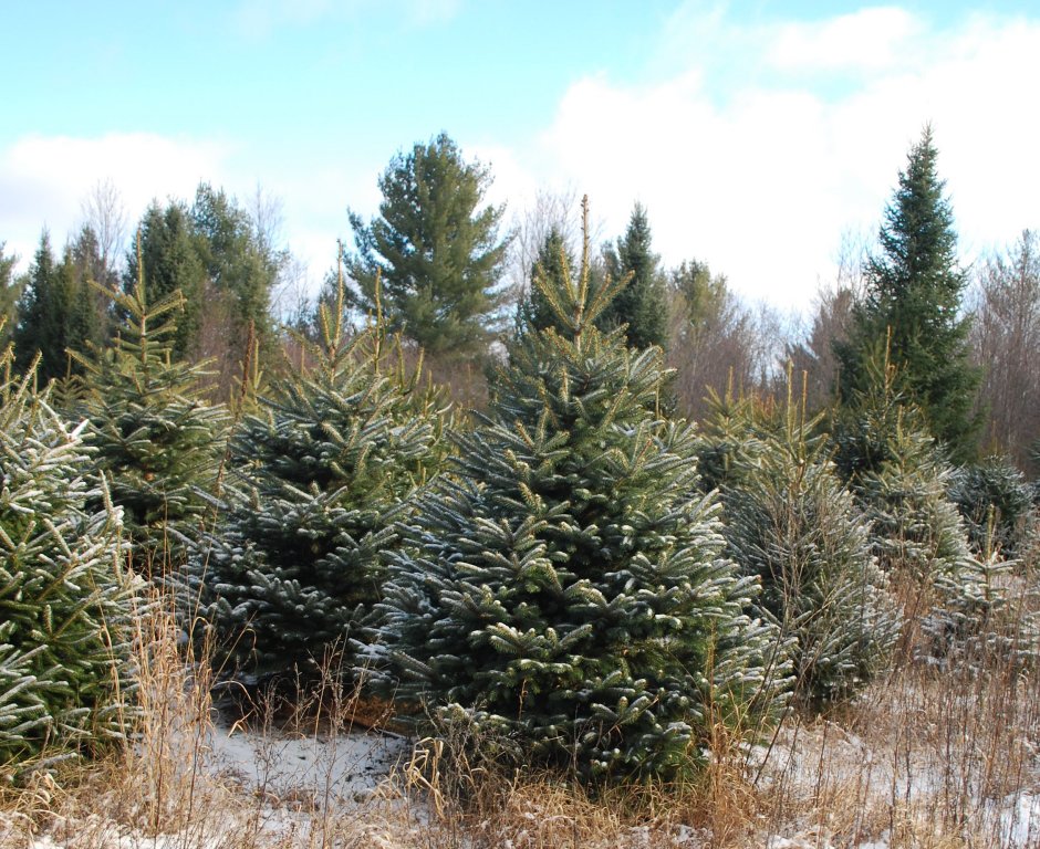 Christmas Tree Species Wisconsin Tree Guy