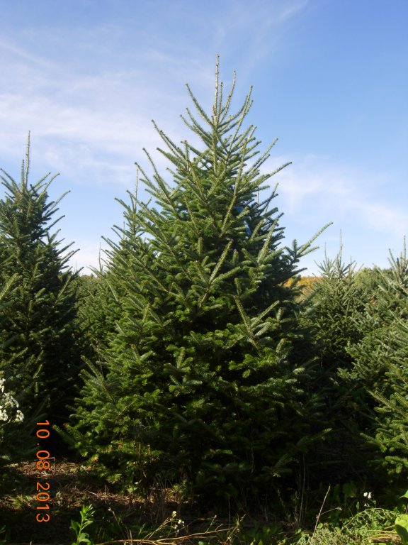 Christmas Tree Species Wisconsin Tree Guy