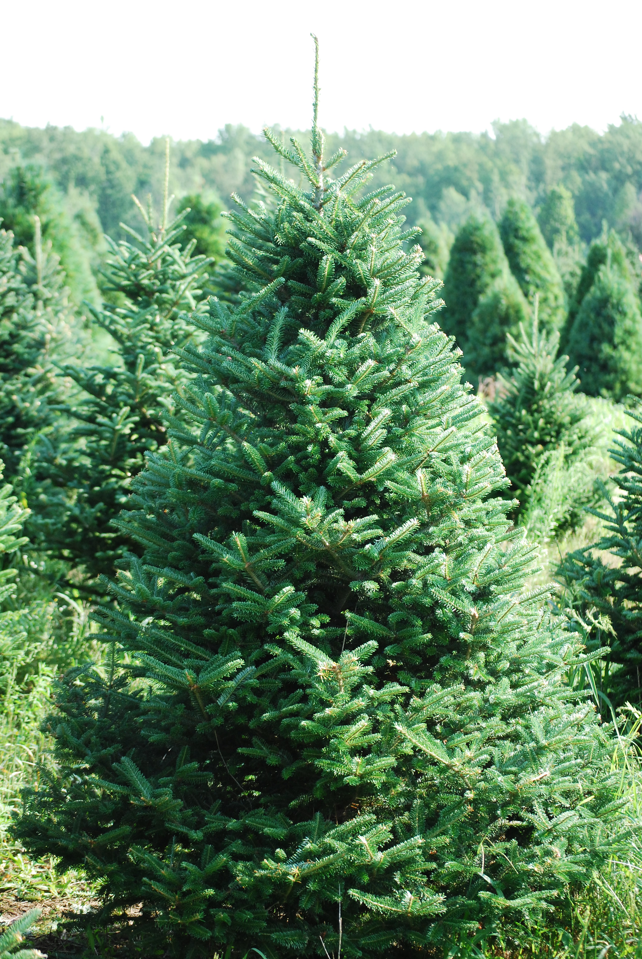 Premium & 1 Wisconsin Tree Guy