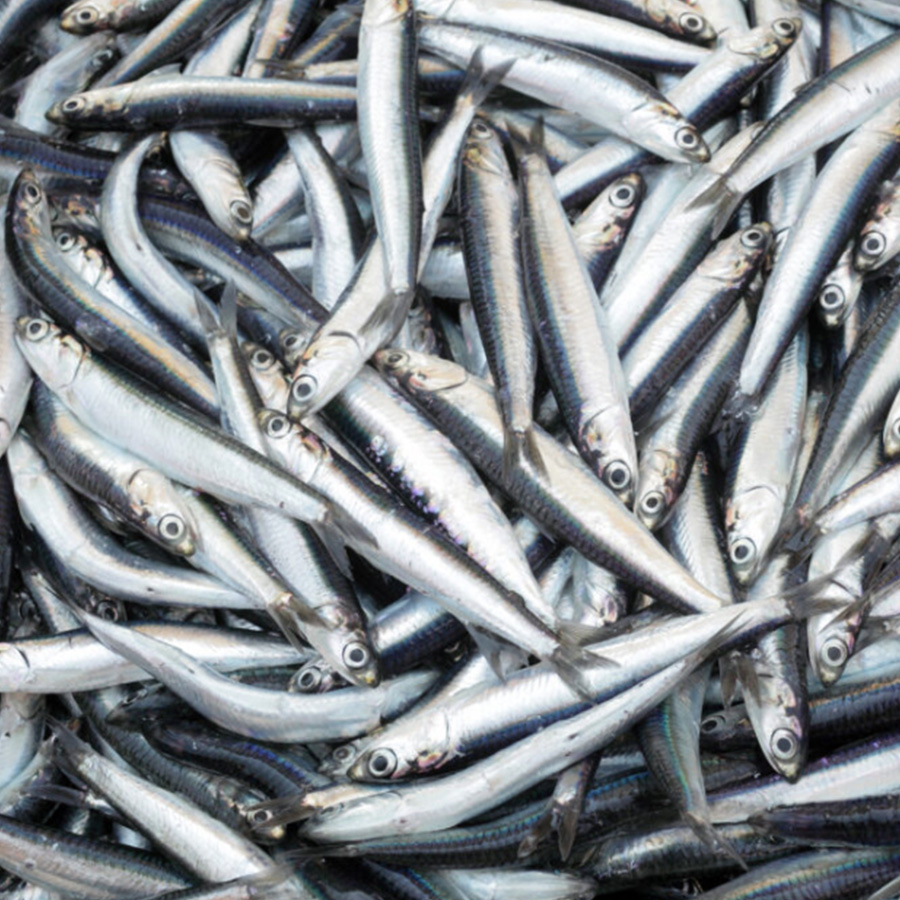 Anchovy Fish Witrust Group