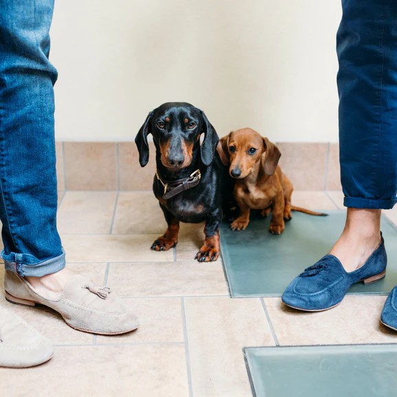 5 tips for potty training your dachshund Witzig