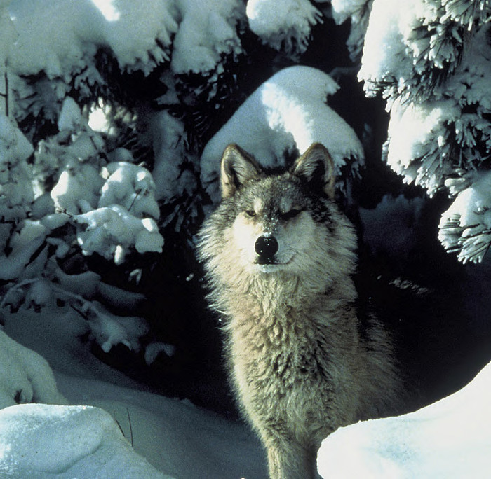 Wisconsin Sells Out Wolves Wisconsin Wildlife EthicVote Our Wildlife