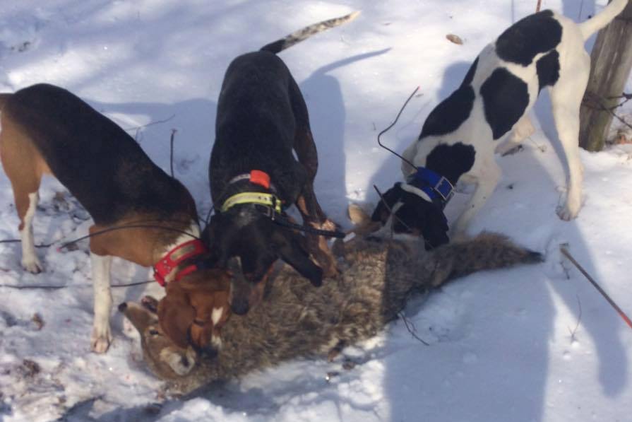 Hounds attacking coyote Friends of the Wisconsin Wolf & Wildlife