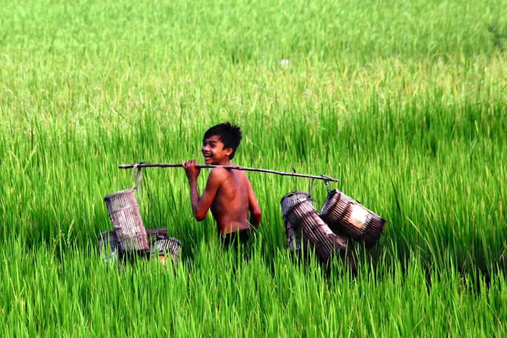 Rice Paddy Fields Wix Squared
