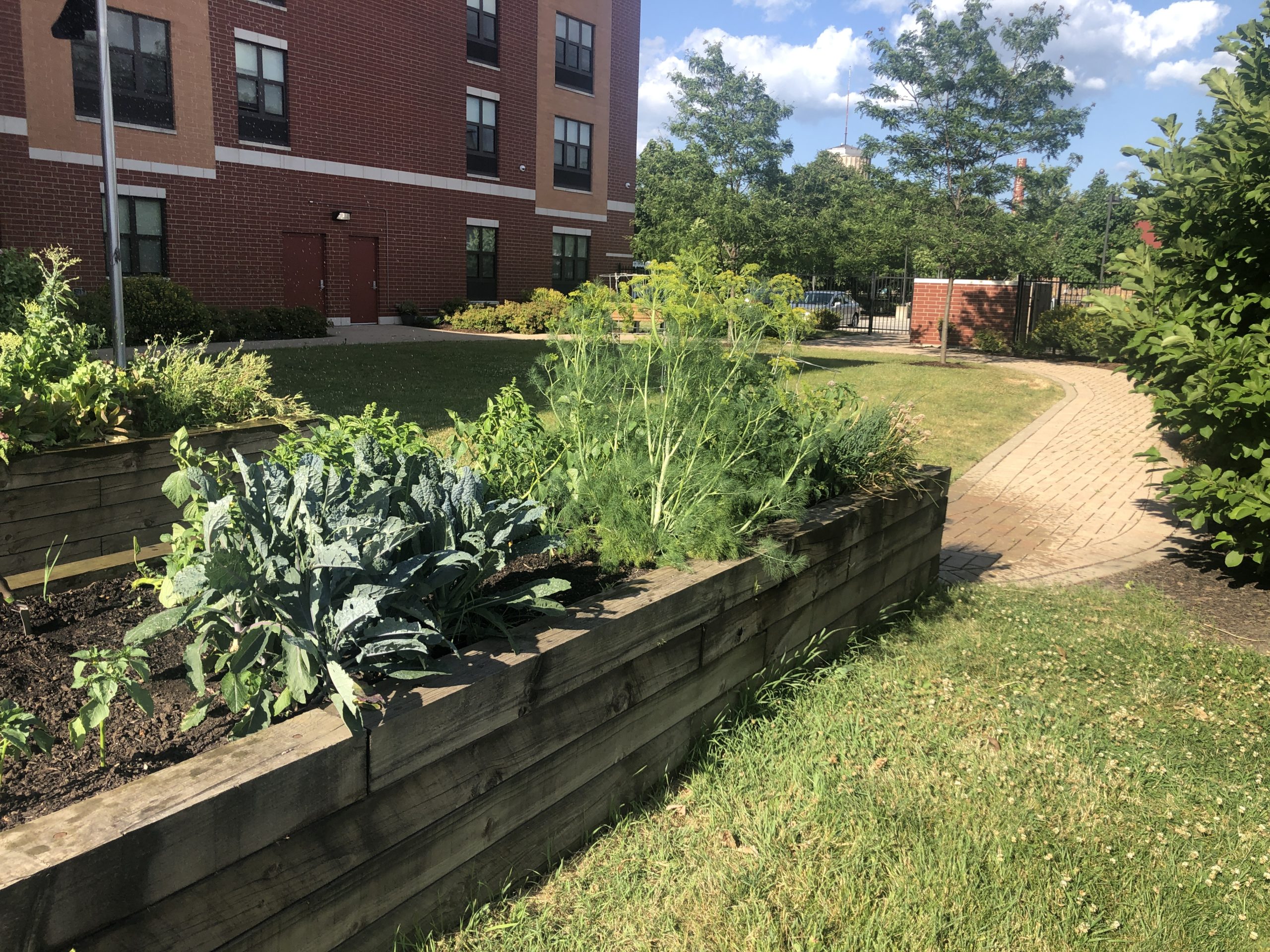 Summer spotlight on Hope Manor community garden WJW Architects