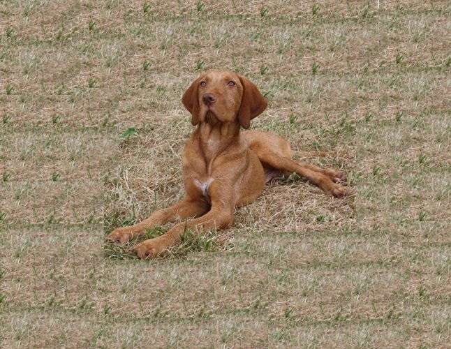 Fully trained dogs and puppies for sale WKD Dogs