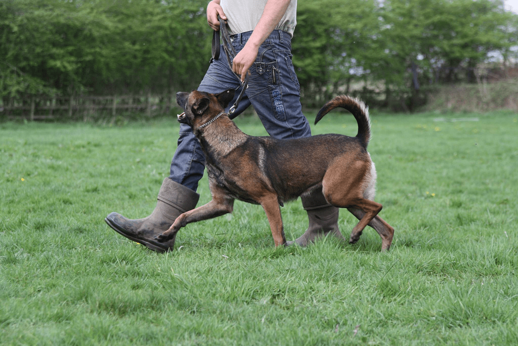 Recall Training The Ultimate Resource To Training Your Dog An