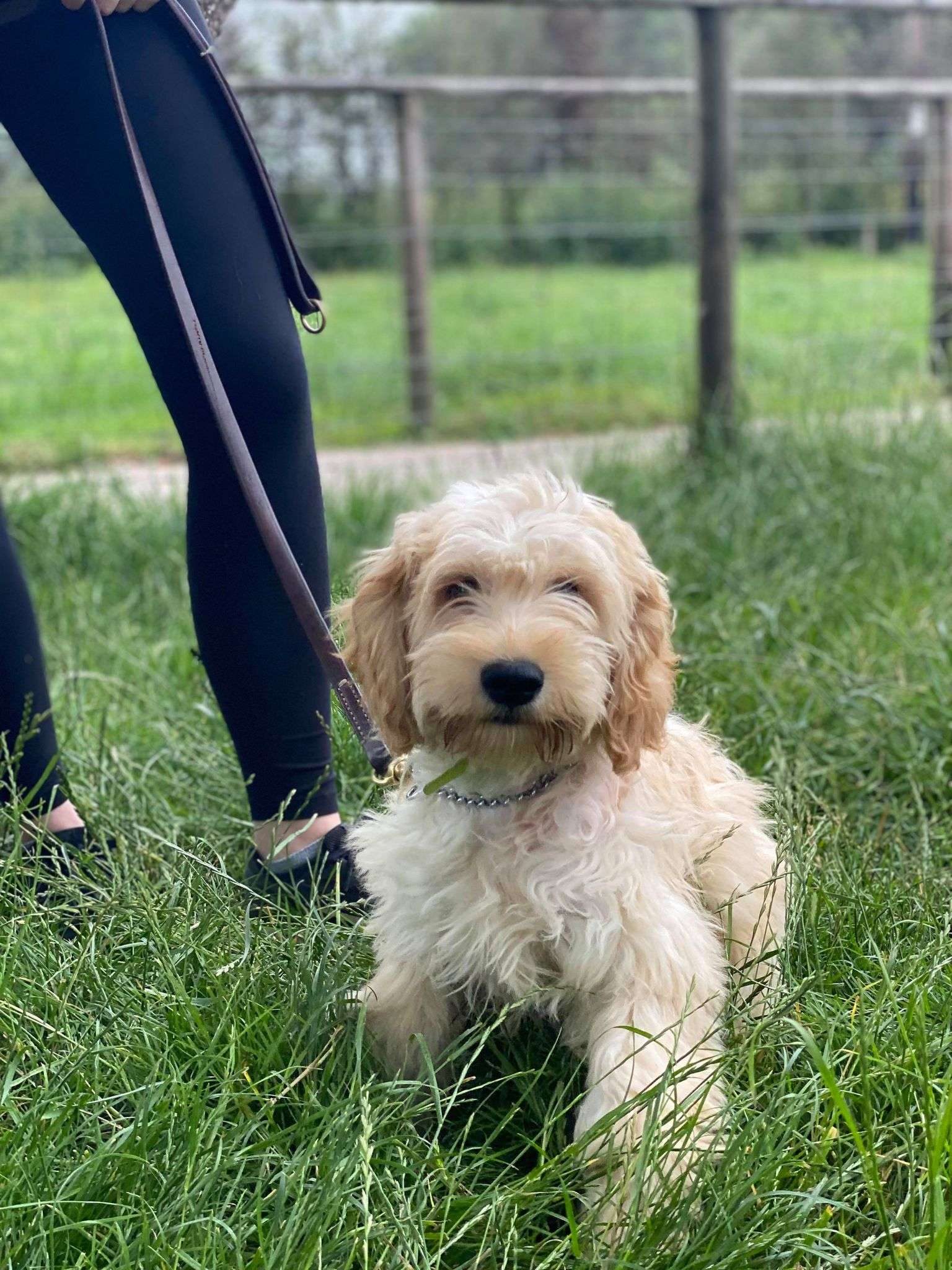 Dogs for sale now WKD Dogs