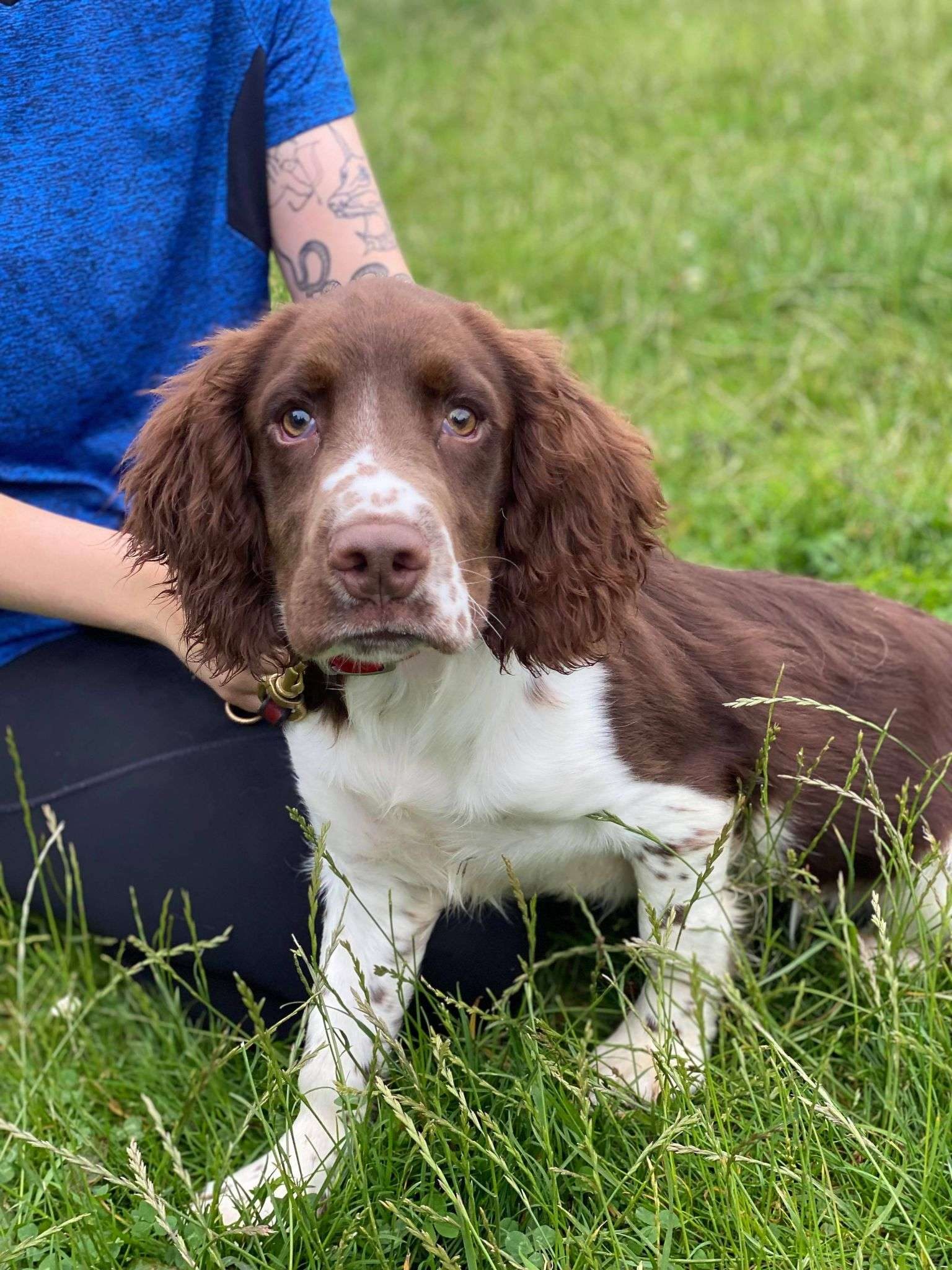 Dogs for sale now WKD Dogs