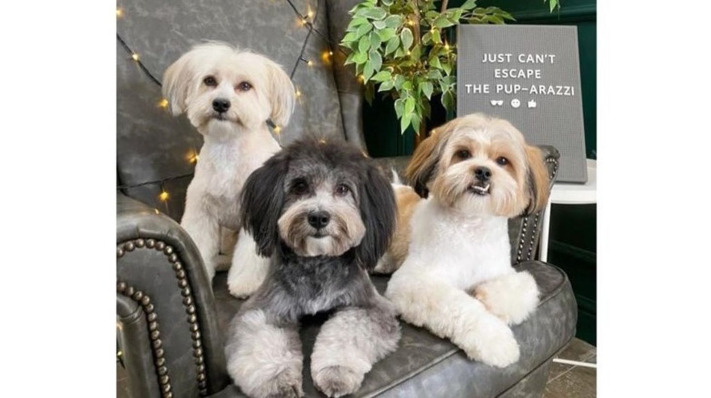 Barkingham Palace(Pet Grooming Centres) in Jumeirah Lake Towers (Al