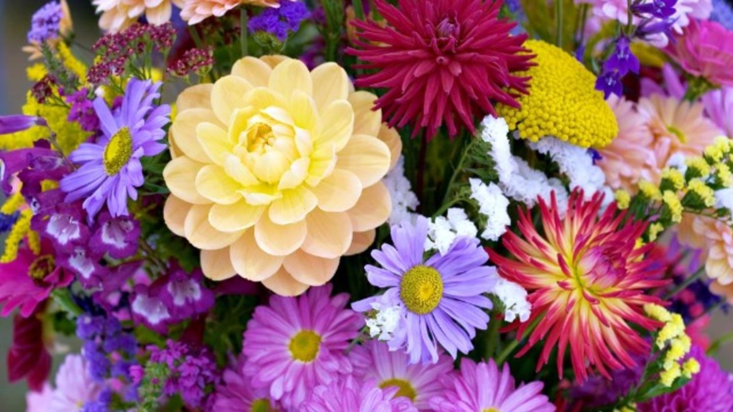 Marina Flowers(Plants & Gardening Stores) in Al Satwa, Dubai HiDubai
