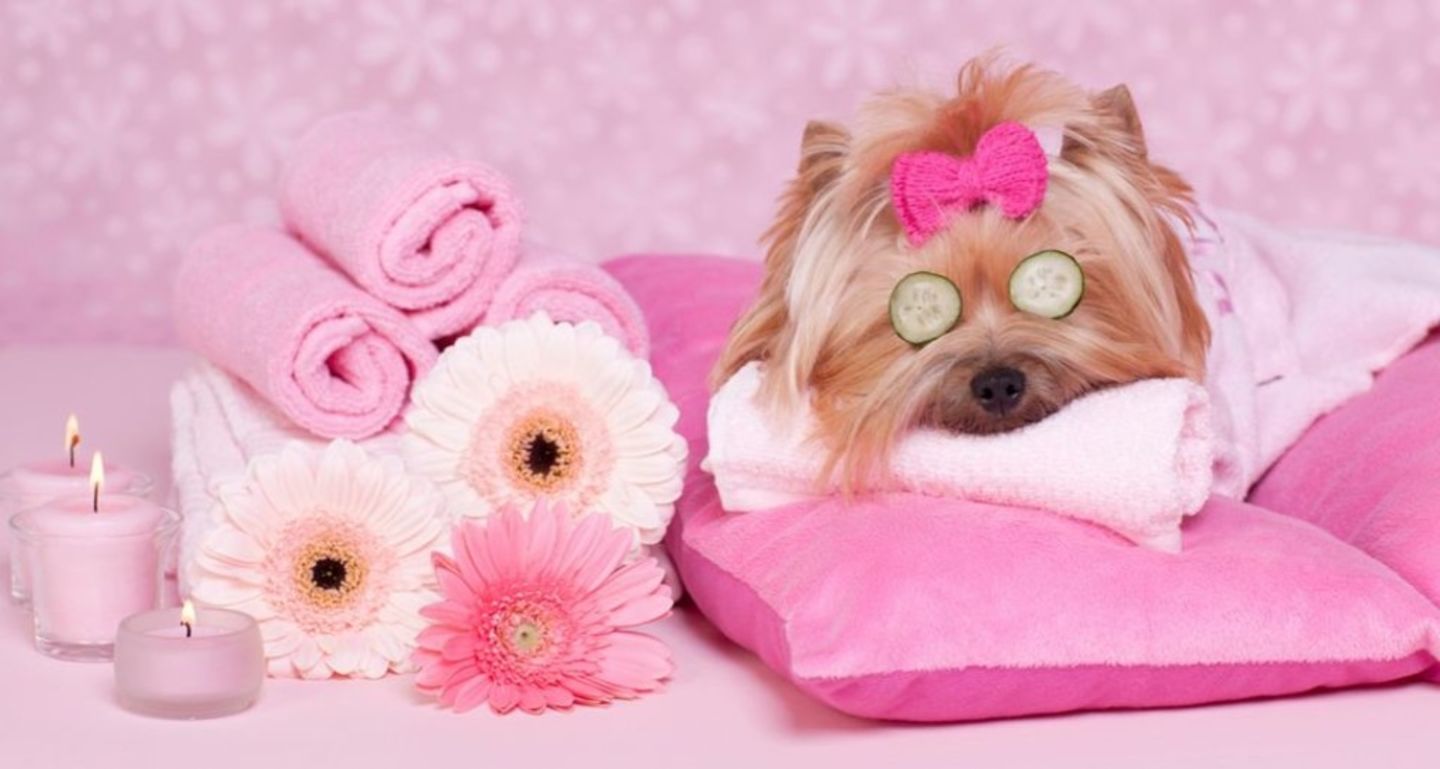 Les Chouchous(Pet Grooming Centres) in Jumeirah Village Circle (Al