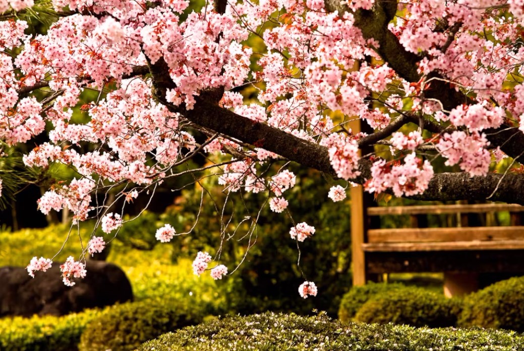 THE CONVERSATION "Cherry blossoms celebrated in Japan for centuries and gifted to Americans