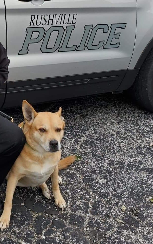 Rushville Police K9 Passes Away Suddenly WLDS