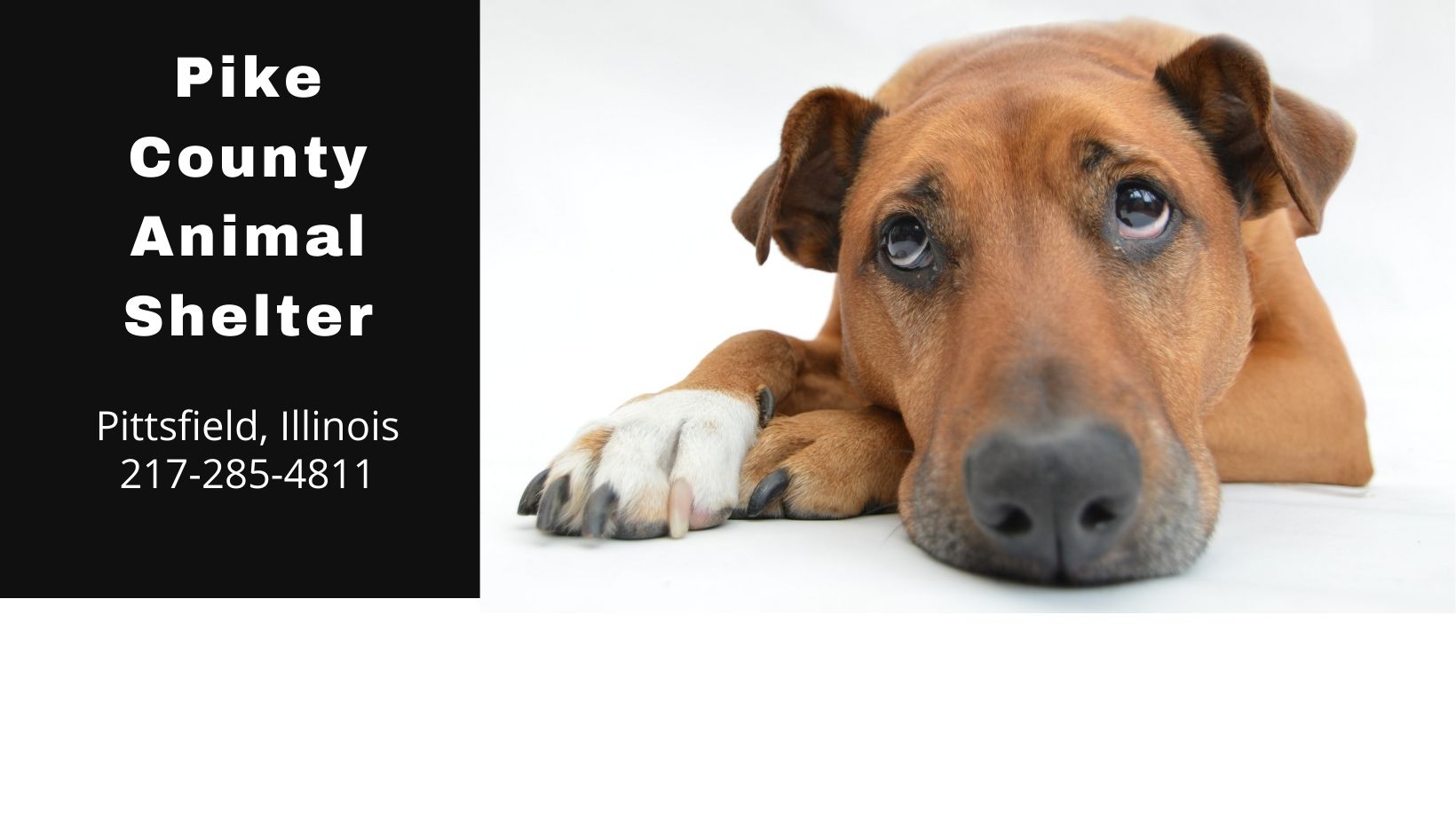 Pike County Animal Shelter Needs Donations WLDS
