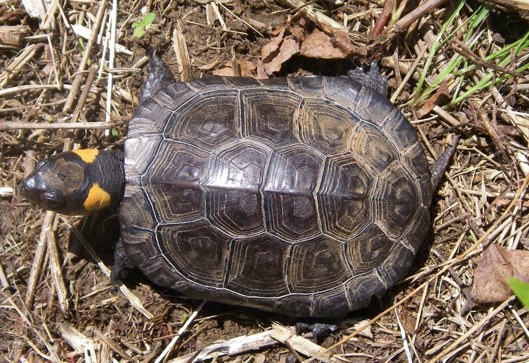 Turtles of Delaware WMAP Blog State of Delaware