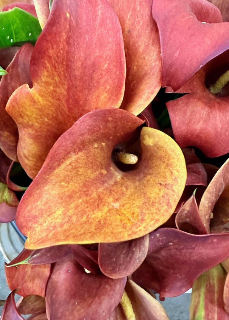 21 Best plants and flowers for Easter Decorating