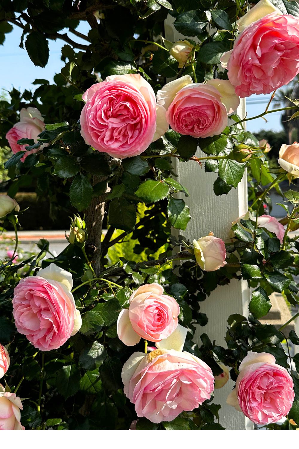 35 Best Zone 10A Perennials to Grow in Full Sun