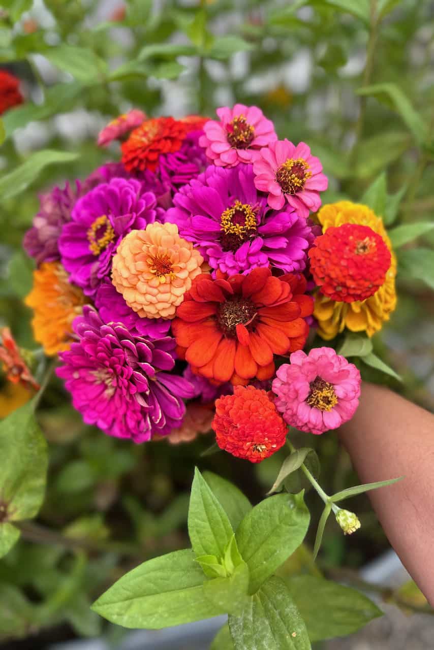 How to Deadhead Zinnias The Ultimate Guide for More Blooms WM Design