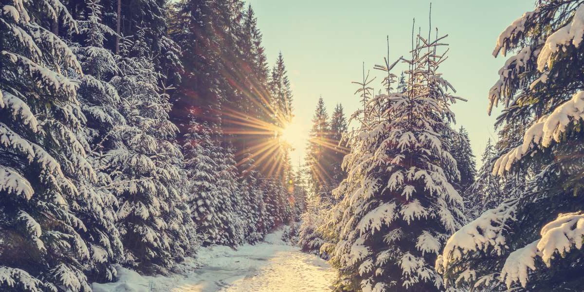 The Bright Side of Winter Lee Honors College Western Michigan