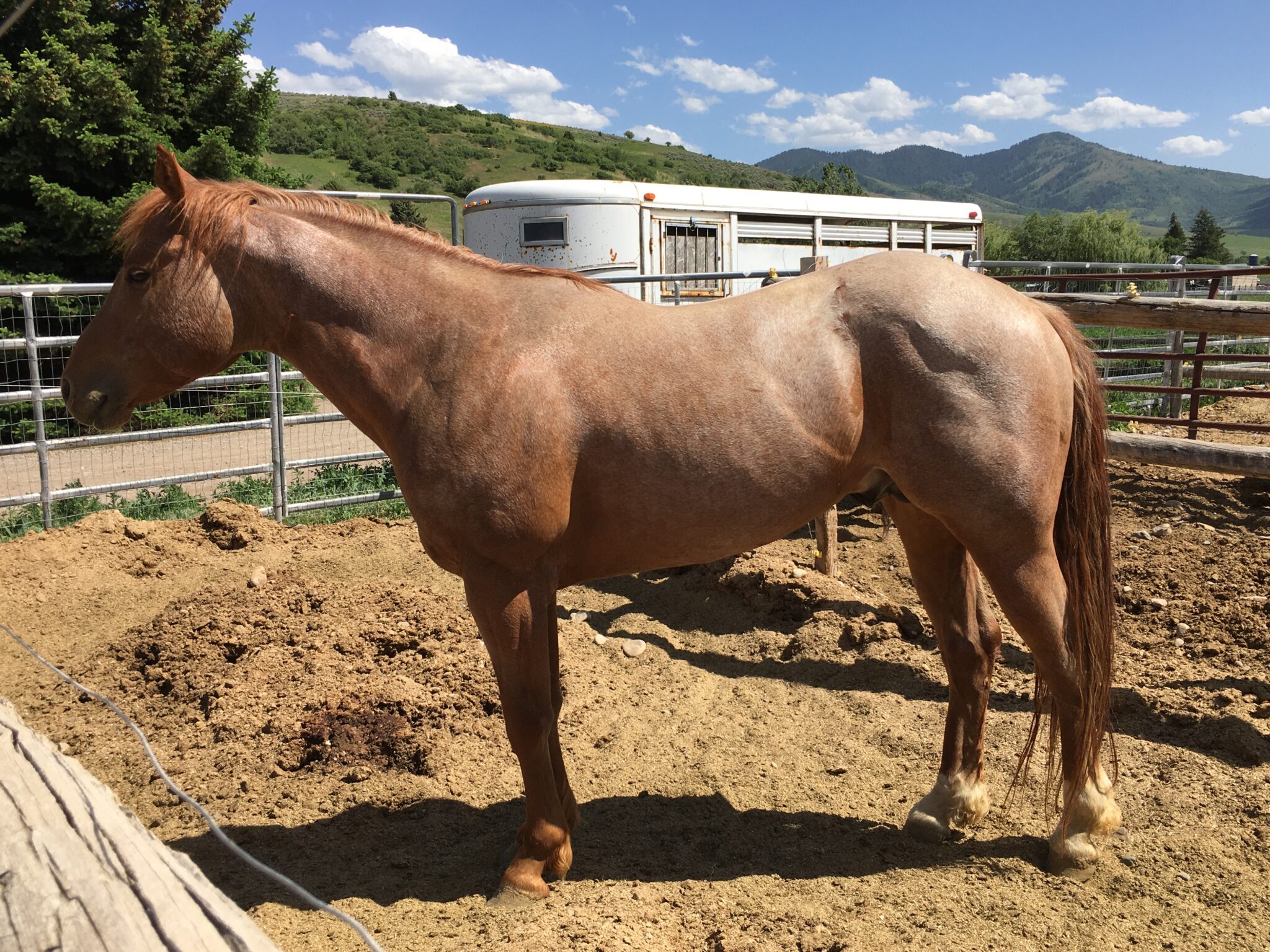 Pepped Red Dually Wolf Moon Ranch LLC