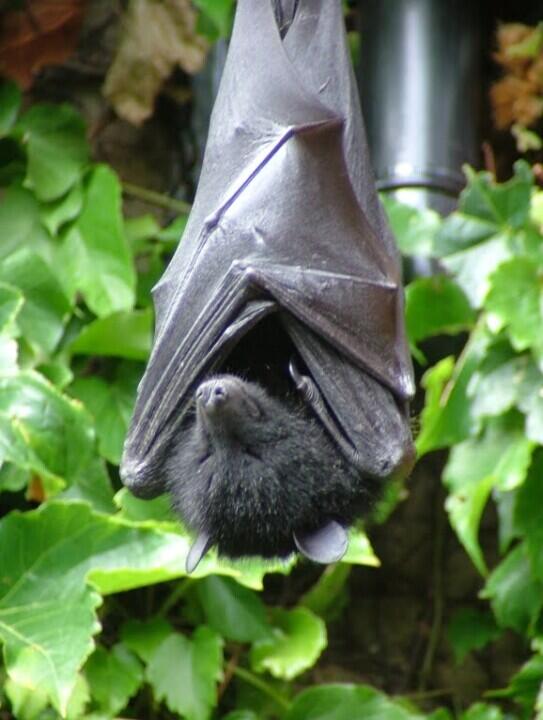 Bat Talk at Glenboro Library Western Manitoba Regional Library