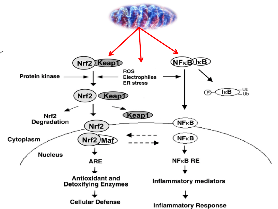 Redox Signaling Pathways Modulation and Mitochondria Hot Topic to be