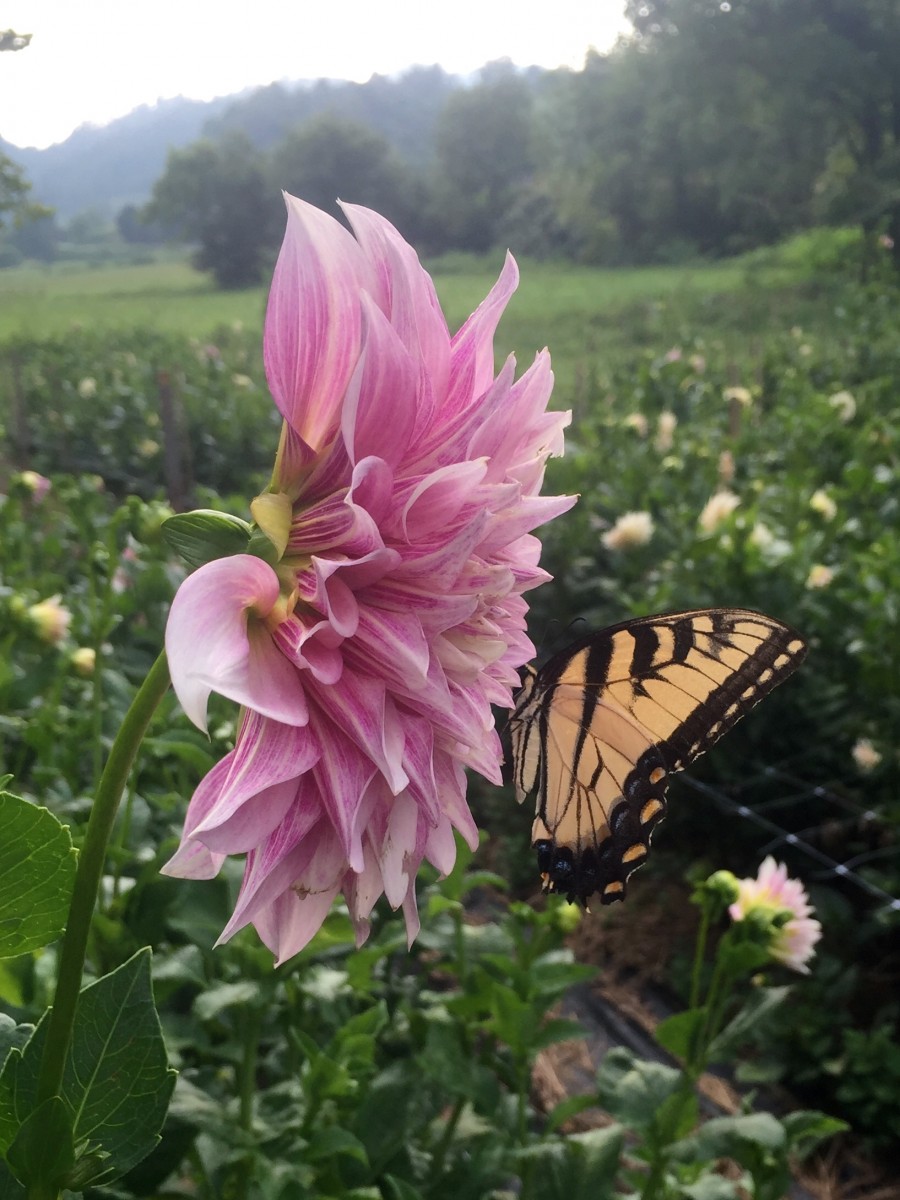 2019 Recipient Carolina Flowers WNC AgOptions