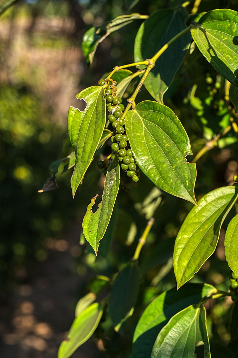Kampot Pepper All You Need To Know About This Pepper Wild 'n' Free