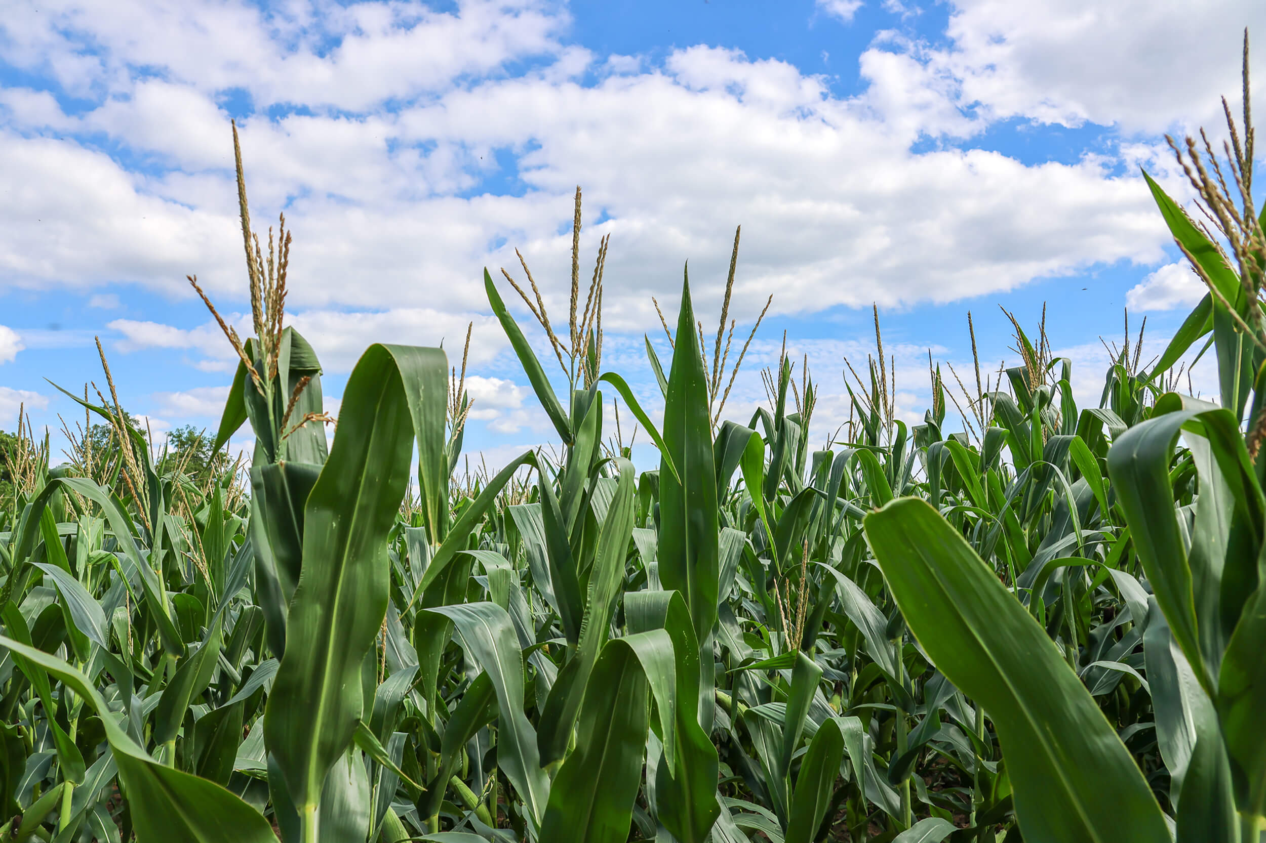 Corn Bids Western New York Energy