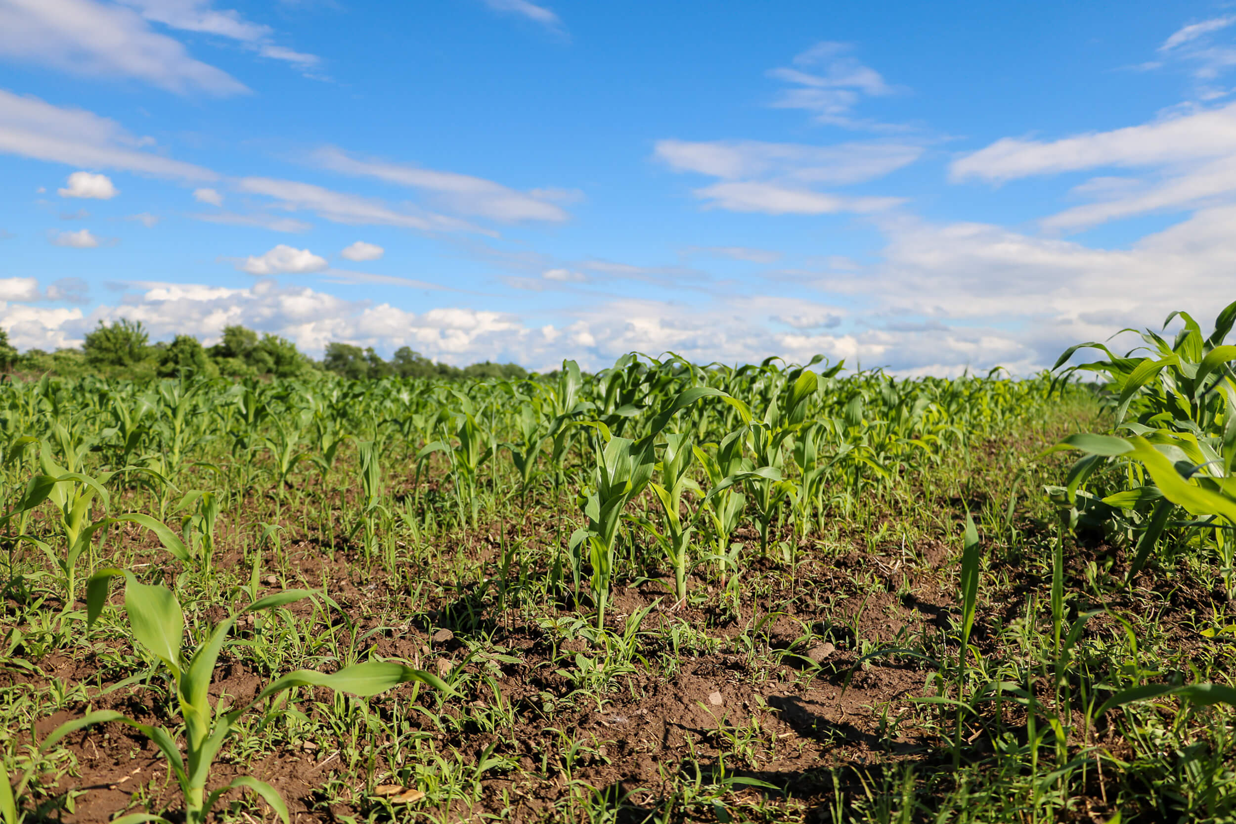 Sustainability Western New York Energy